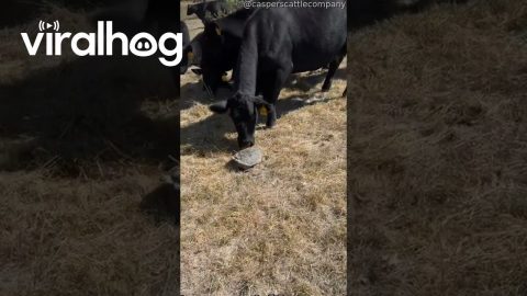 Snapping Turtle Scares Cows || ViralHog