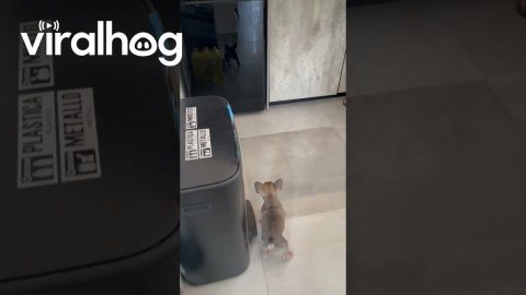 Puppy Barks at Reflection in Refrigerator || ViralHog