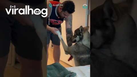 Husky Lifts Paw For Deodorant || ViralHog