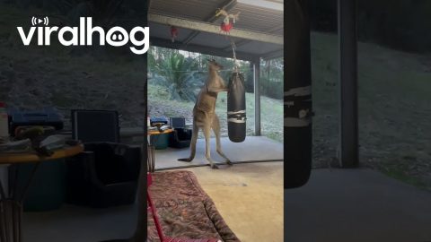 Rescued Kangaroo Kicks Punching Bag || ViralHog