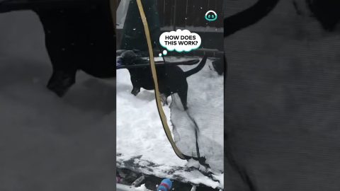 Dog "Helps" Shovel Snow || ViralHog