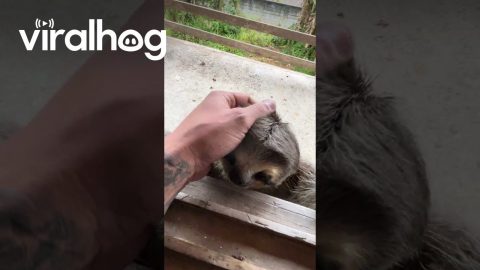Sloth Visitor || ViralHog