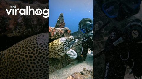 Scuba Diver Scritches Leopard Moray Eel || ViralHog