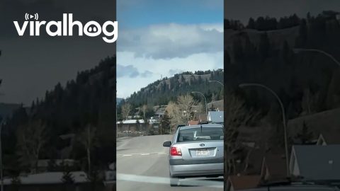 Happy Dog in the Backseat || ViralHog