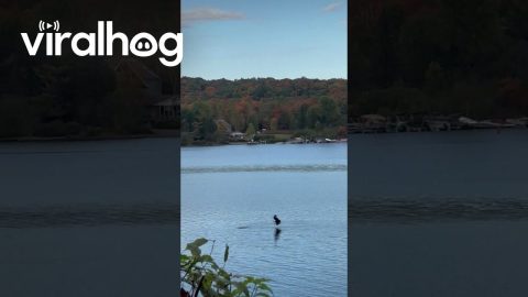 Duck Dives Away From Eagle's Talons || ViralHog