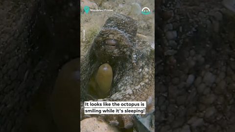 Let Sleeping Octopus Lie || ViralHog