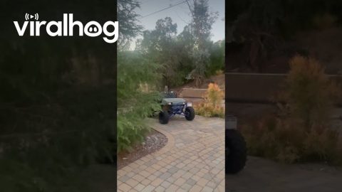 Owl Swoops at My Head || ViralHog