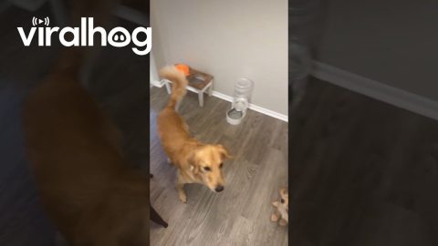 Tossed Treat Bounces Off Golden Retriever Puppy's Head || ViralHog