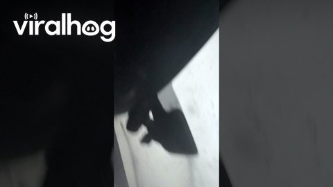 Motorists Encounter Tornado Produced by Hurricane Milton || ViralHog