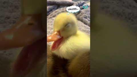 Adorable Sleepy Duckling || ViralHog