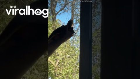 Bearded Dragon Earns His Keep || ViralHog