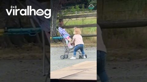 Chicken Gets A Ride In Stroller || ViralHog