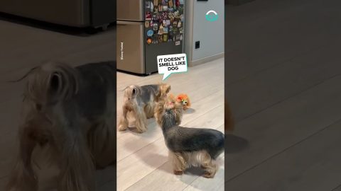 New Dog Causing Confusion || ViralHog