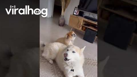 Dog Duet Puts on a Show || ViralHog