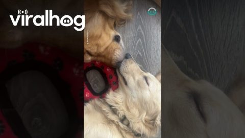 Dogs Snooze Nose To Nose || ViralHog