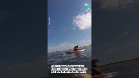 Parrot And Cat Bodyboarding || ViralHog