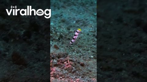 Fish and Shrimp Live Together || ViralHog