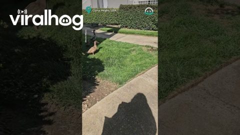 These Ducks Are Helping With The Groceries || ViralHog
