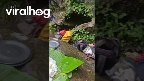 Husky Doesn't Give Up Creature Comforts While Camping || ViralHog