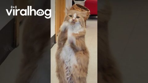 Dancing Kitty || ViralHog