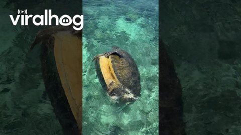 Tired Turtles Dance In Circles || ViralHog