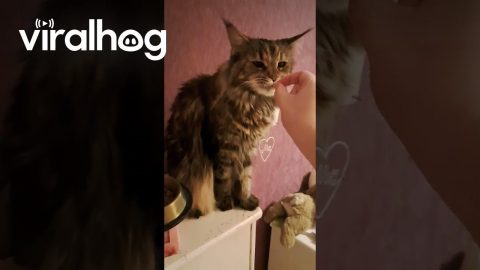 Cat Prefers To Be Fed By Hand || ViralHog