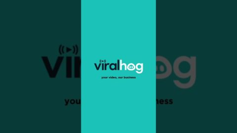 Dog And Owner Road Trip Nap Buddies || ViralHog