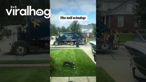Electric Love Between Garbage Man And Dog || ViralHog