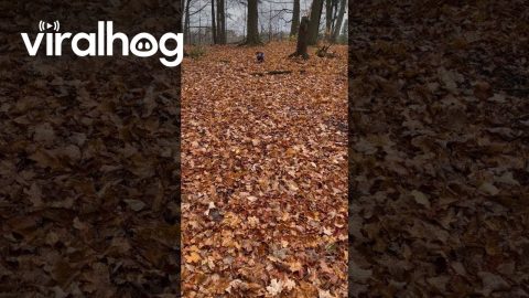 Elderly Dachshund Does a Perfect Show Pony Jump || ViralHog