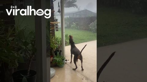 Doberman Makes the Most of Hurricane Helene || ViralHog