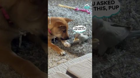 Parrot Steals Pup's Treat || ViralHog