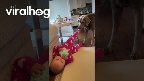 Gentle Dog Just Wants Her Socks || ViralHog