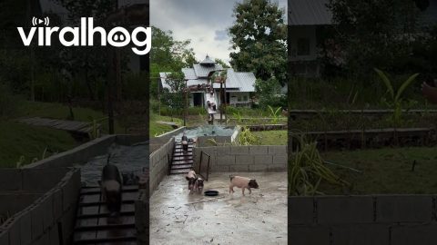 Tiny Pigs Make a Big Splash || ViralHog