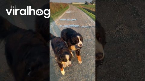Dog Takes His Friend Out For A Walk || ViralHog