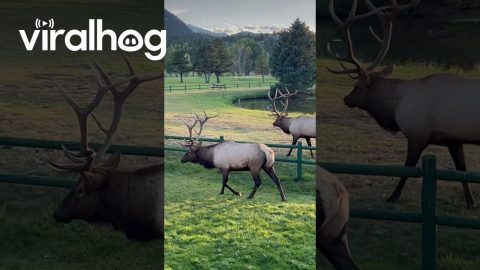 Rutting Bull Elk Break Through Fence || ViralHog