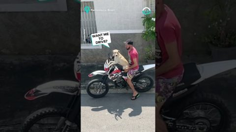 Confident Pup Takes a Motorcycle Ride || ViralHog