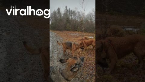 Dog Tells Friends the Stick Belongs to Him || ViralHog