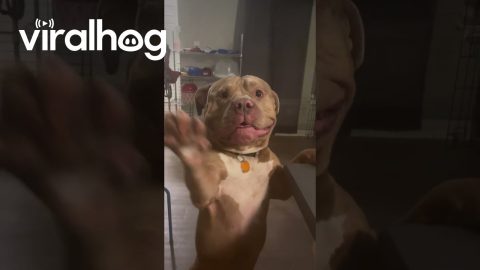 Big Dog Wants To Sing Lead Roo || ViralHog