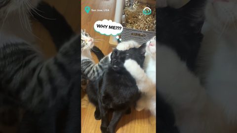 Cats Can Touch On Command || ViralHog