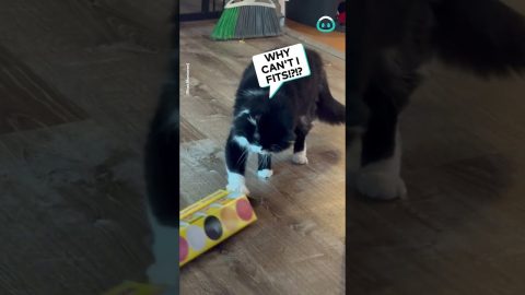 Cat Persistently Tries To Fit In Box || ViralHog