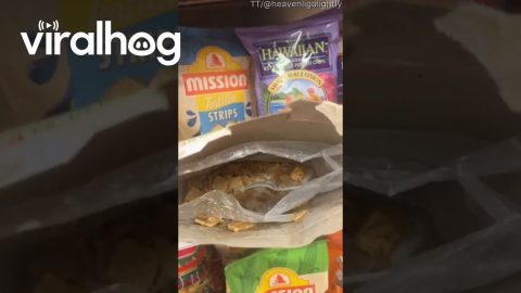 Party in the Target Snack Aisle || ViralHog