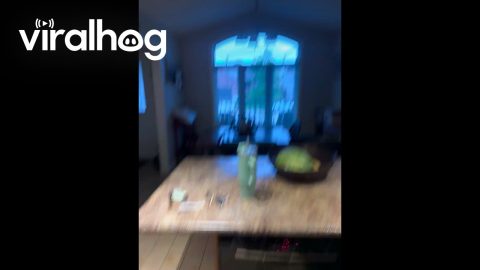 Watermelon Spontaneously Explodes in Kitchen || ViralHog