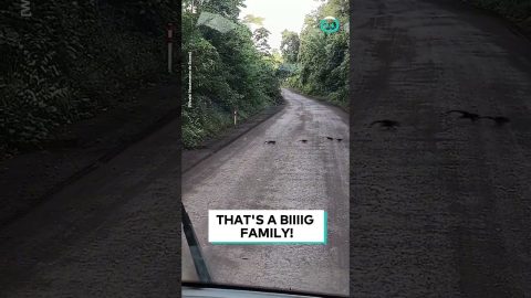 Coati Family Cross Road || ViralHog