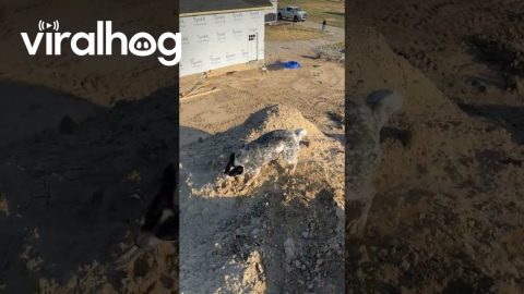 He Saw the Branch, but Not the Fire Pit || ViralHog