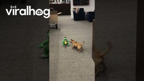 Chewy the Chiweenie Battles Office Gator || ViralHog