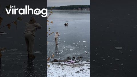Man Rescues Dog Stuck in Frozen Lake || ViralHog