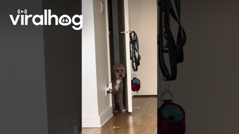Buddy Needs Help || ViralHog