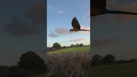 Free-Flight Macaw || ViralHog