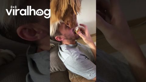 Begging Dog Secures the High Ground || ViralHog