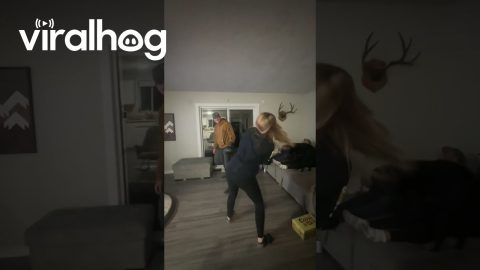 Woman Falls Flat During Fake Fight || ViralHog